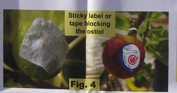 Exp�rimentation de l'obturation de l'ostiole des figues