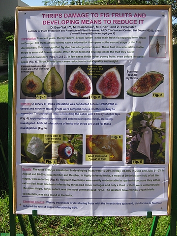 Poster d'information sur les d�g�ts des attaques des thrips sur figues