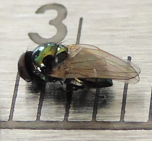 Lamprolonchaea smaragdi Walker