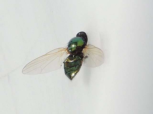 Lamprolonchaea smaragdi Walker : couleur verte ; nervation du bord ant�rieur de l'aile sp�cifique des Lonchaeidae