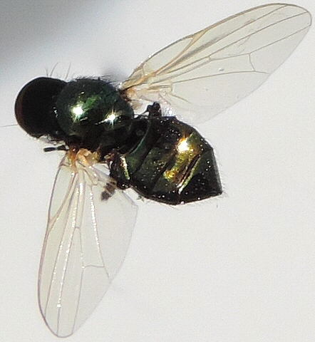 Lamprolonchaea smaragdi Walker : couleur et nervation de l'aile