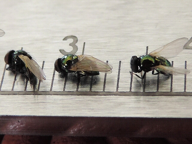 Trois individus de Lamprolonchaea smaragdi Walker