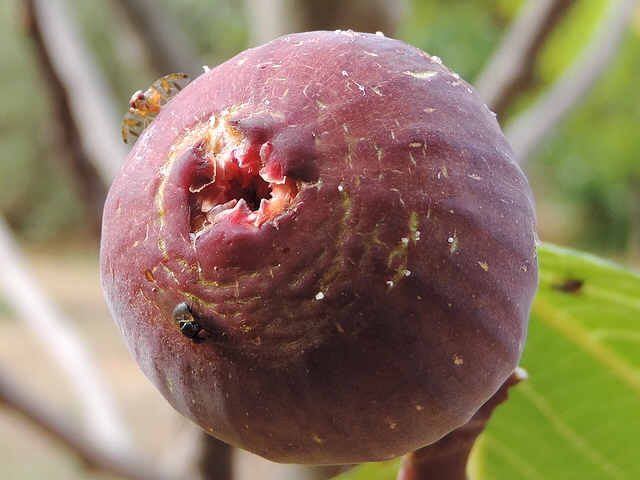 Ceratitis capitata Wiedemann ayant rejoint Silba adipata McAlpine sur une figue m�re