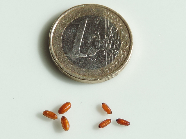 Pupes de Silba adipata McAlpine (� droite) et de Ceratitis capitata Wiedemann (� gauche)