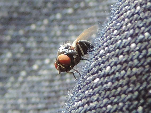 Mouche de la figue : adulte sur... le jean du photographe