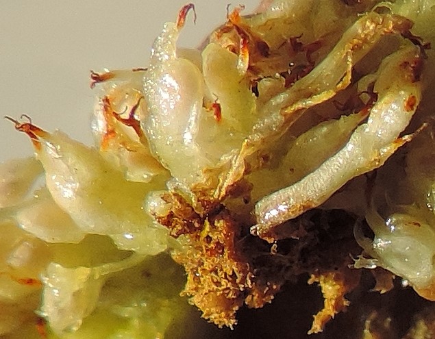Mouche noire du Figuier : d�g�ts de la larve sous l'infrutescence (dans le placenta)