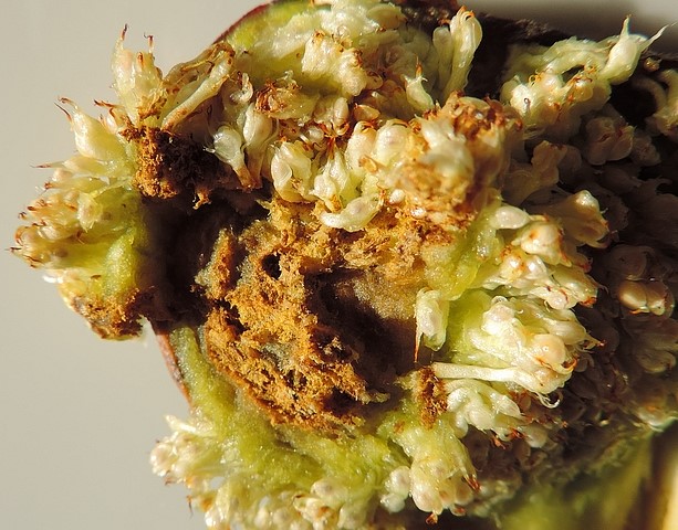 Mouche noire du Figuier : d�g�ts de la larve contre la peau, sous l'infrutescence