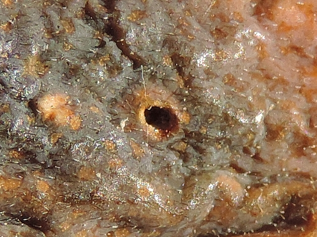 Mouche noire du Figuier : trou de sortie de larve sur figue infest�e ayant s�ch�.