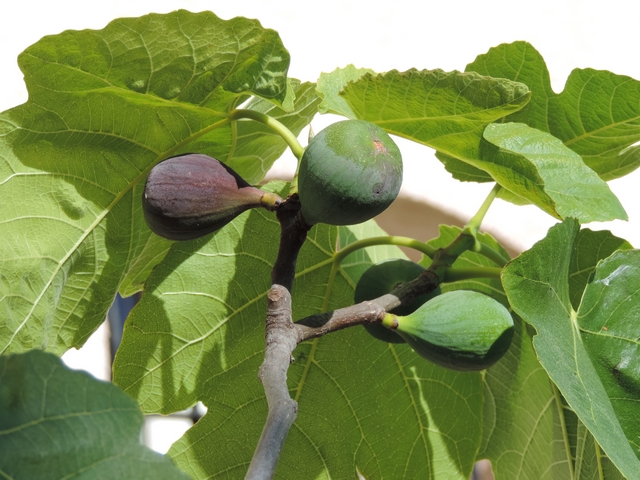 Mouche de la figue : figues immatures, dont deux attaqu�es, en haut