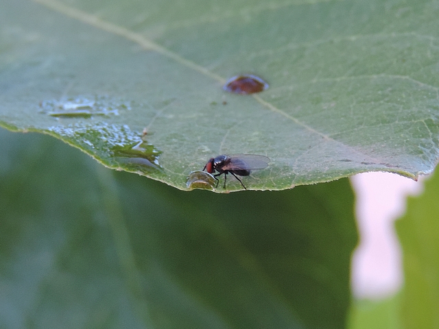 Mouche noire du Figuier s'appr�tant � consommer le jus sucr� tomb� d'une figue en surmaturit�
