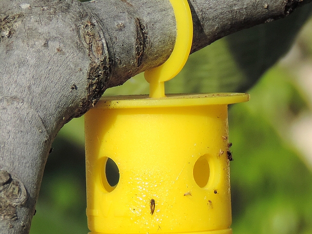 Stick jaune avec glu et app�t alimentaire contre la mouche noire du Figuier : d�tail de la partie haute.