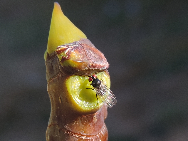 Mouche de la figue sur la zone d'attache d'une feuille de figuier arrach�e