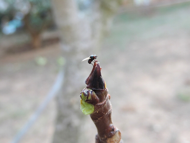 Mouche de la figue � l'extr�mit� du bourgeon apical d'un rameau de figuier, s'appr�tant � prendre son envol