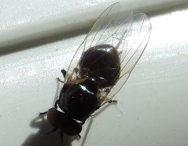 Mouche noire du Figuier : balanciers visibles par transparence sous les ailes