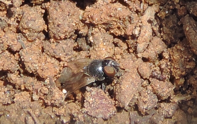 Mouche noire du Figuier : imago venant d'�merger de terre