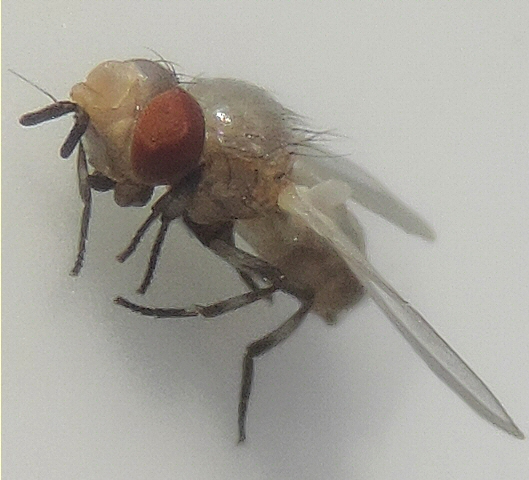 Mouche noire du Figuier : ptilinum d'un adulte venant d'�merger de terre (ailes en fin de d�pliement)