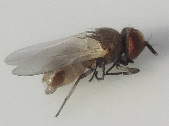 Mouche noire du Figuier : imago venant d'�merger de terre, d�pliement des ailes termin�