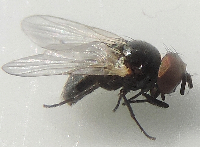 Mouche noire du Figuier : imago venant d'�merger de terre, qui s'est color� de noir