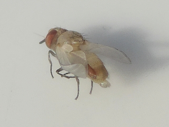 Mouche noire du Figuier : imago ayant �merg� de terre, ailes en cours de d�pliement � bords recourb�s