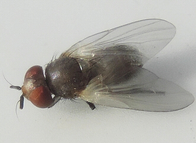 Mouche noire du Figuier : imago venant d'�merger de terre, les ailes s'�tant d�pli�es, le corps �voluant vers le noir