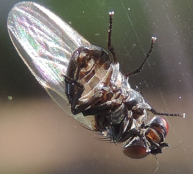 Silba adipata McAlpine : extr�mit� de l'abdomen d'un individu m�le (face ventrale)