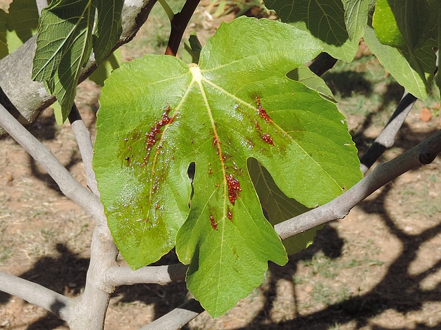 Mouche noire du Figuier : pulpe de figue en surmaturit� d�pos�e en app�t sur feuille de figuier