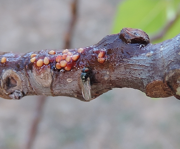 Mouche noire du Figuier attir�e par de la pulpe de figue d�pos�e en app�t sur un rameau de figuier