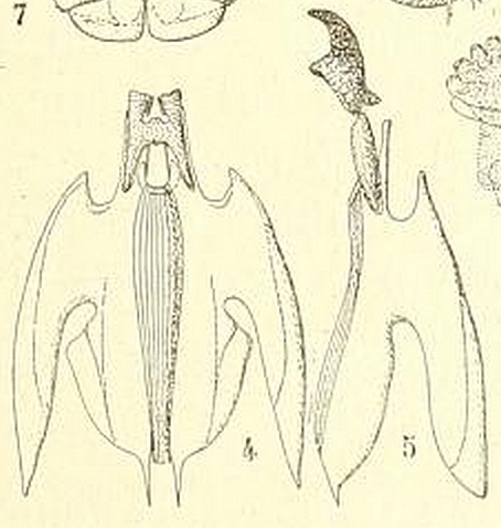 Mouche noire du Figuier : dessin de l'armature pharyngienne situ�e dans l'extr�mit� ant�rieure de la larve 