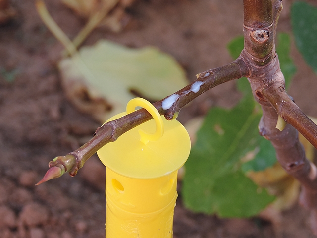 D�p�t de latex sur le dessus du rameau auquel est suspendu le stick jaune