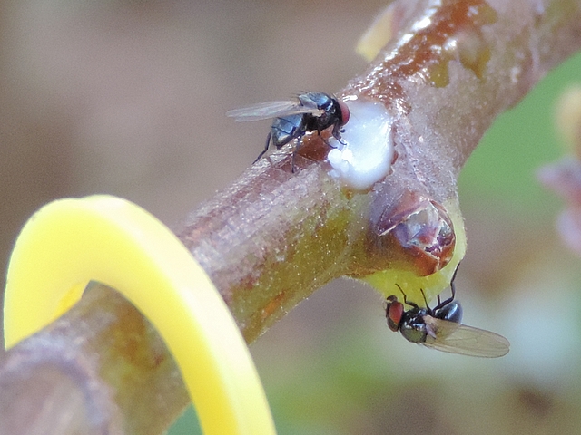 Deux mouches noires du Figuier consommant du latex 