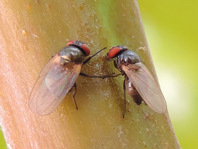 Mouche de la figue repoussant de ses deux premi�res pattes du c�t� droit une autre mouche de la figue