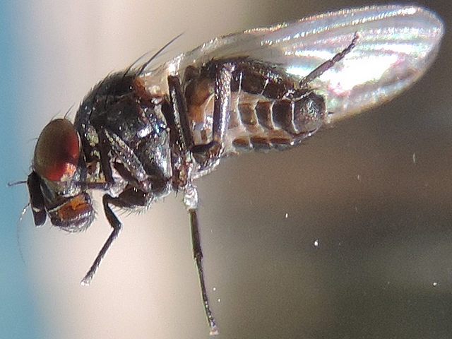 Mouche noire du Figuier : face ventrale bicolore de l'abdomen, avec bande centrale segment�e