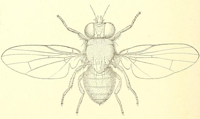 Mouche noire du Figuier (Silba adipata McAlpine ; Lonchaea aristella Beck., selon F. Silvestri)