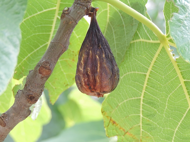Silba adipata McAlpine : figue infest�e en cours de dessication sur l'arbre (figue fleur 'Grise de la Saint-Jean').