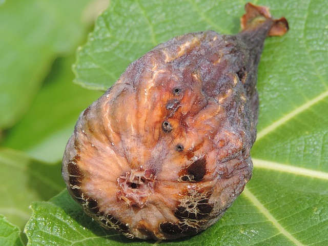 Mouche de la figue : figue infest�e ramass�e alors qu'elle �tait en cours de dessication sur l'arbre.