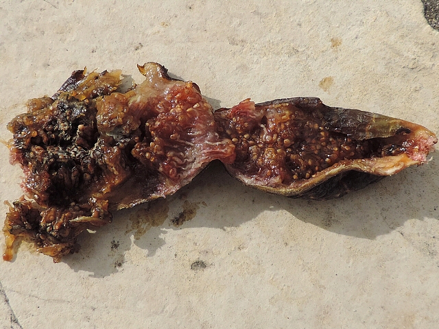 Mouche noire du Figuier : int�rieur (partiellement pourri) d'une figue infest�e qui �tait en cours de dessication sur l'arbre.