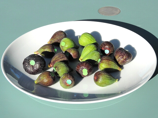 Figues de la vari�t� unif�re 'Bellone' attaqu�es par Silba adipata McAlpine