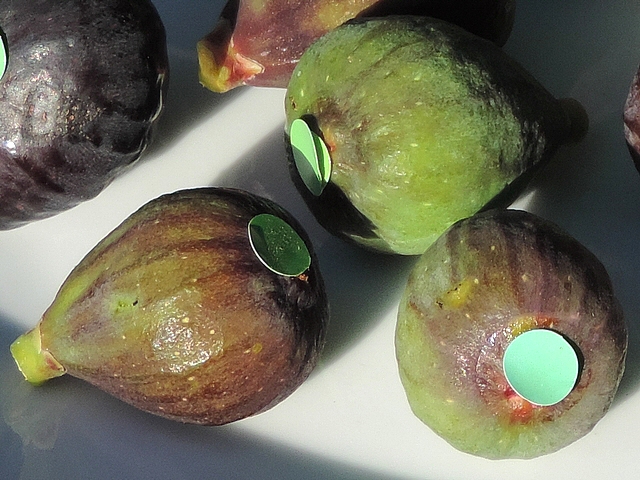 Figues de la vari�t� unif�re 'Bellone' attaqu�es par Silba adipata McAlpine