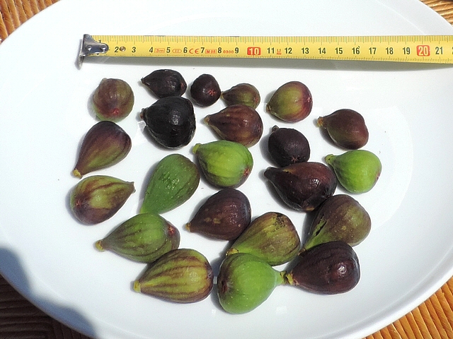 Mouche noire du Figuier (Silba adipata McAlpine) : figues attaqu�es ramass�es sur l'arbre (vari�t� unif�re 'Bellone')