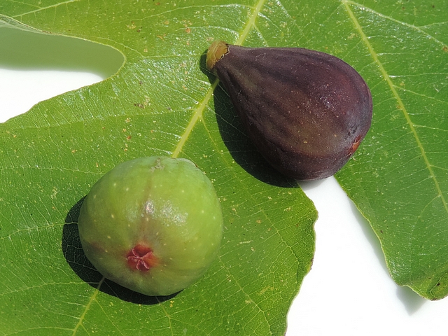 Mouche de la figue : deux figues immatures attaqu�es, sans trous de sortie de larve, ramass�es sur l'arbre 
