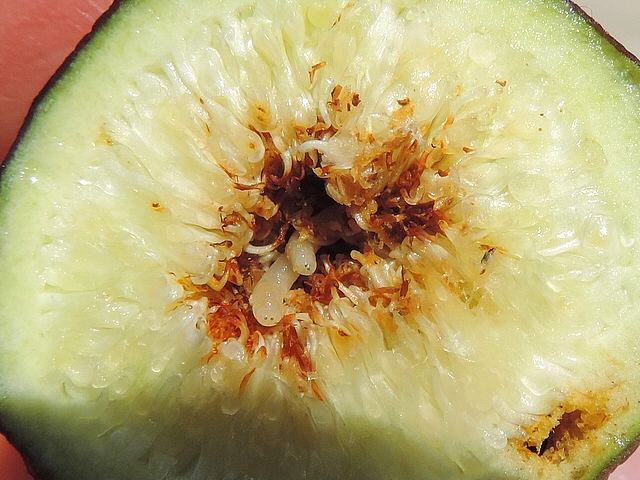 Mouche de la figue : deux larves de grande taille, � l'int�rieur d'une figue enti�rement rouge violac� ramass�e sur l'arbre