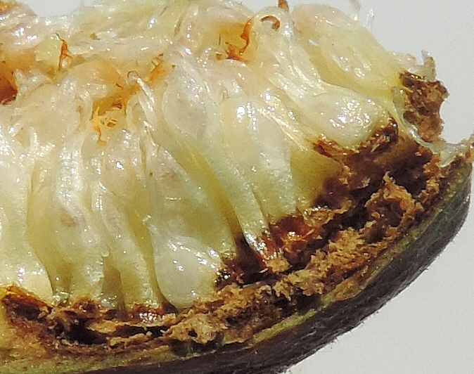 Mouche noire du Figuier : la larve sectionne les p�doncules des fruits en creusant des galeries