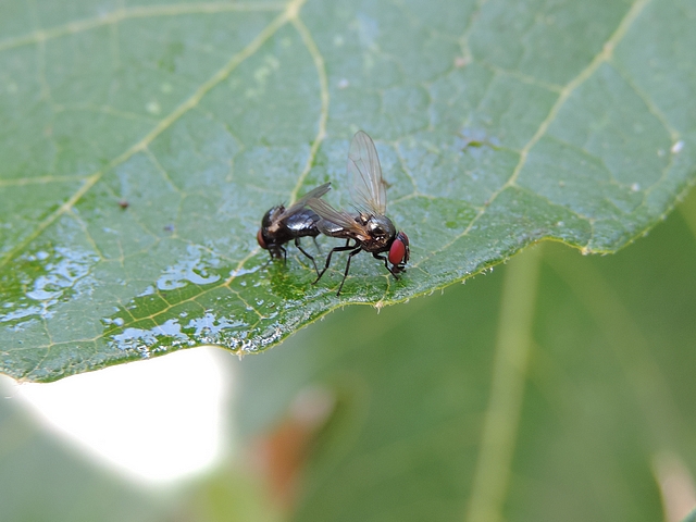 Mouches noires du Figuier in copula se nourrissant de jus de figue : accouplement "en opposition"