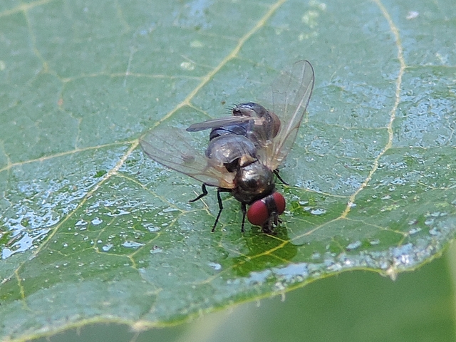 Mouches noires du Figuier in copula : l'accouplement est dit 