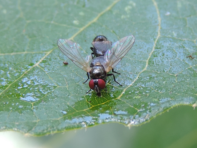 Mouches noires du Figuier in copula : l'accouplement est dit 