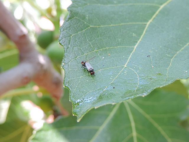 Mouches noires du Figuier in copula : le m�le remonte vers le bord de la feuille, semblant tra�ner la femelle