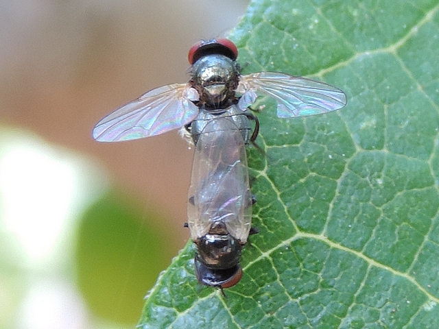 Mouches noires du Figuier in copula : le m�le arriv� au bord de la feuille dispose ses ailes � plat et en croix