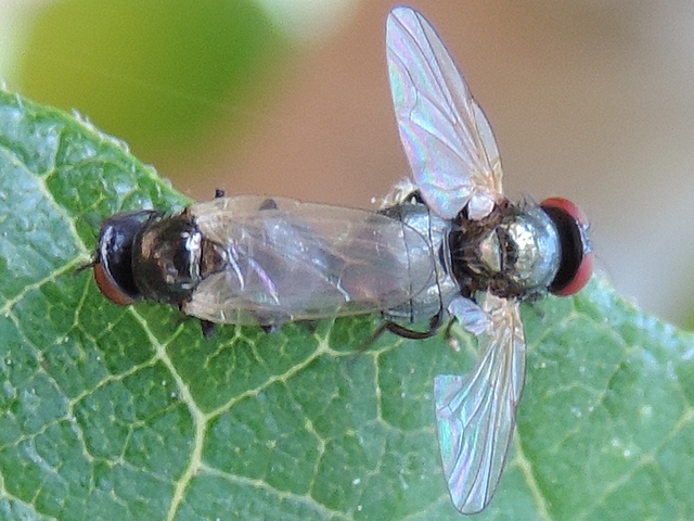 Mouches noires du Figuier in copula : accouplement en opposition