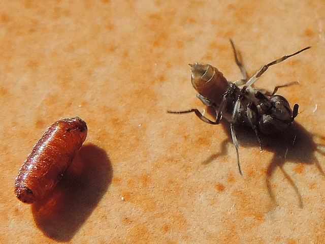 Mouche noire du Figuier : adulte venant de na�tre plac� sur le dos par l'observateur