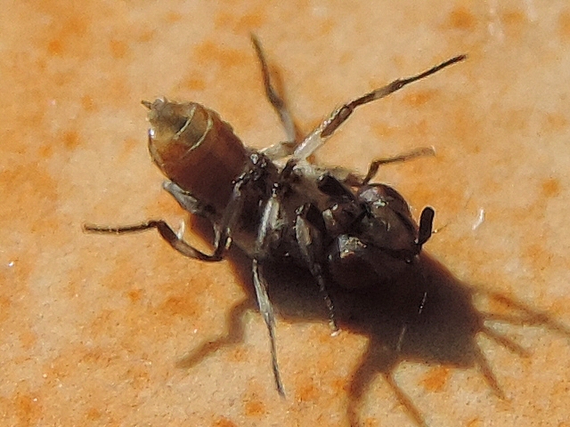 Mouche noire du Figuier : adulte venant de na�tre plac� sur le dos par l'observateur